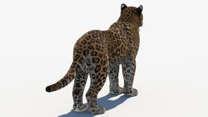 Realistic Leopard 3D Model with Fur for Download Thumbnail