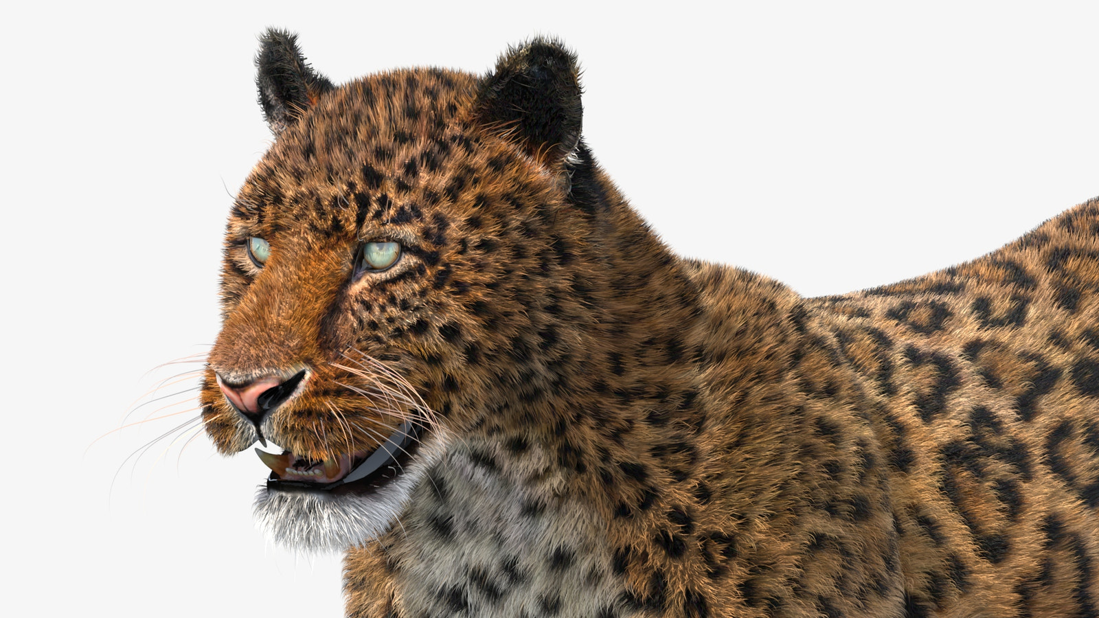 Realistic Leopard 3D Model with Fur for Download - Head Close Up View