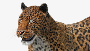 Realistic Leopard 3D Model with Fur for Download - Head Close Up View Thumbnail