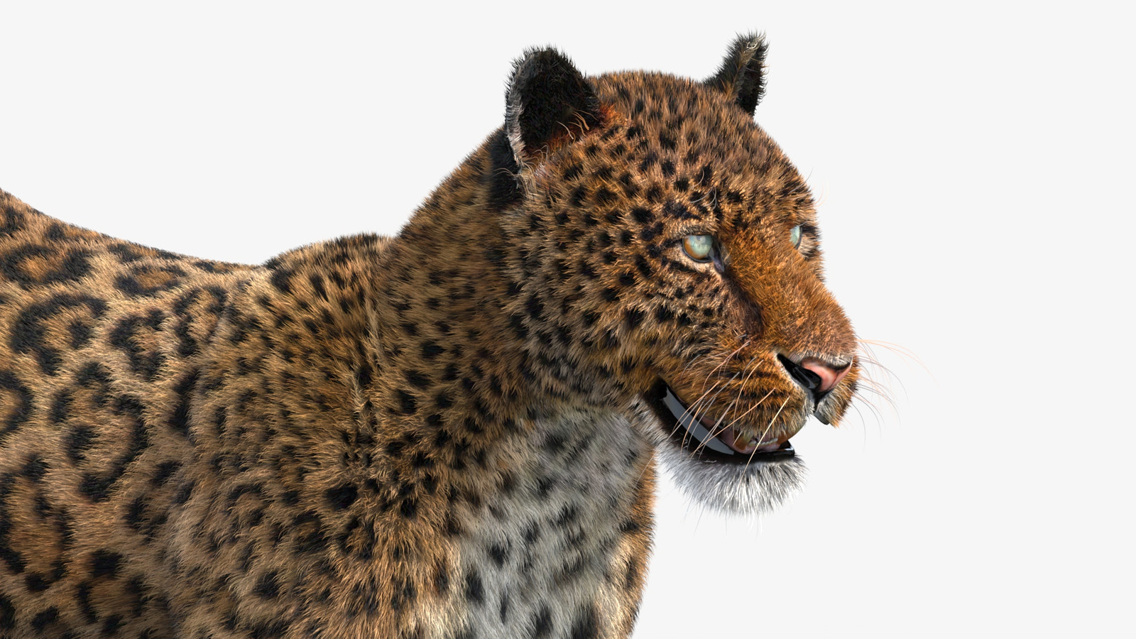 Realistic Leopard 3D Model with Fur for Download - Head Close Up View