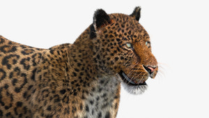 Realistic Leopard 3D Model with Fur for Download - Head Close Up View Thumbnail