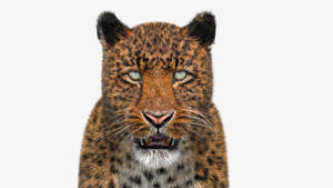 Realistic Leopard 3D Model with Fur for Download - Head Close Up View Thumbnail