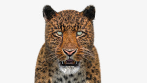 Realistic Leopard 3D Model with Fur for Download - Head Close Up View Thumbnail