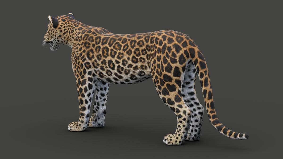 Realistic Leopard 3D Model for Game, and AR/ VR