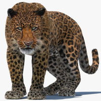 Leopard Animated Fur 3D Model for Download