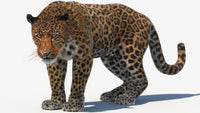 Animated Leopard 3D Model Fur for Download