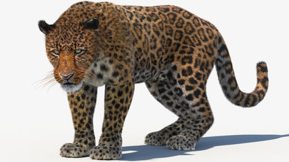Leopard Animated Fur 3D Model