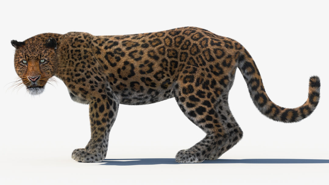 Leopard 3D Model Fur with rigging and animations