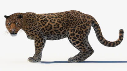 Leopard Animated Fur 3D Model