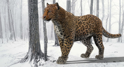 Leopard Animated Fur 3D Model