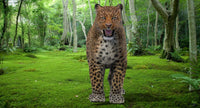 Realistic Leopard 3D Model with rigging and animation for Download
