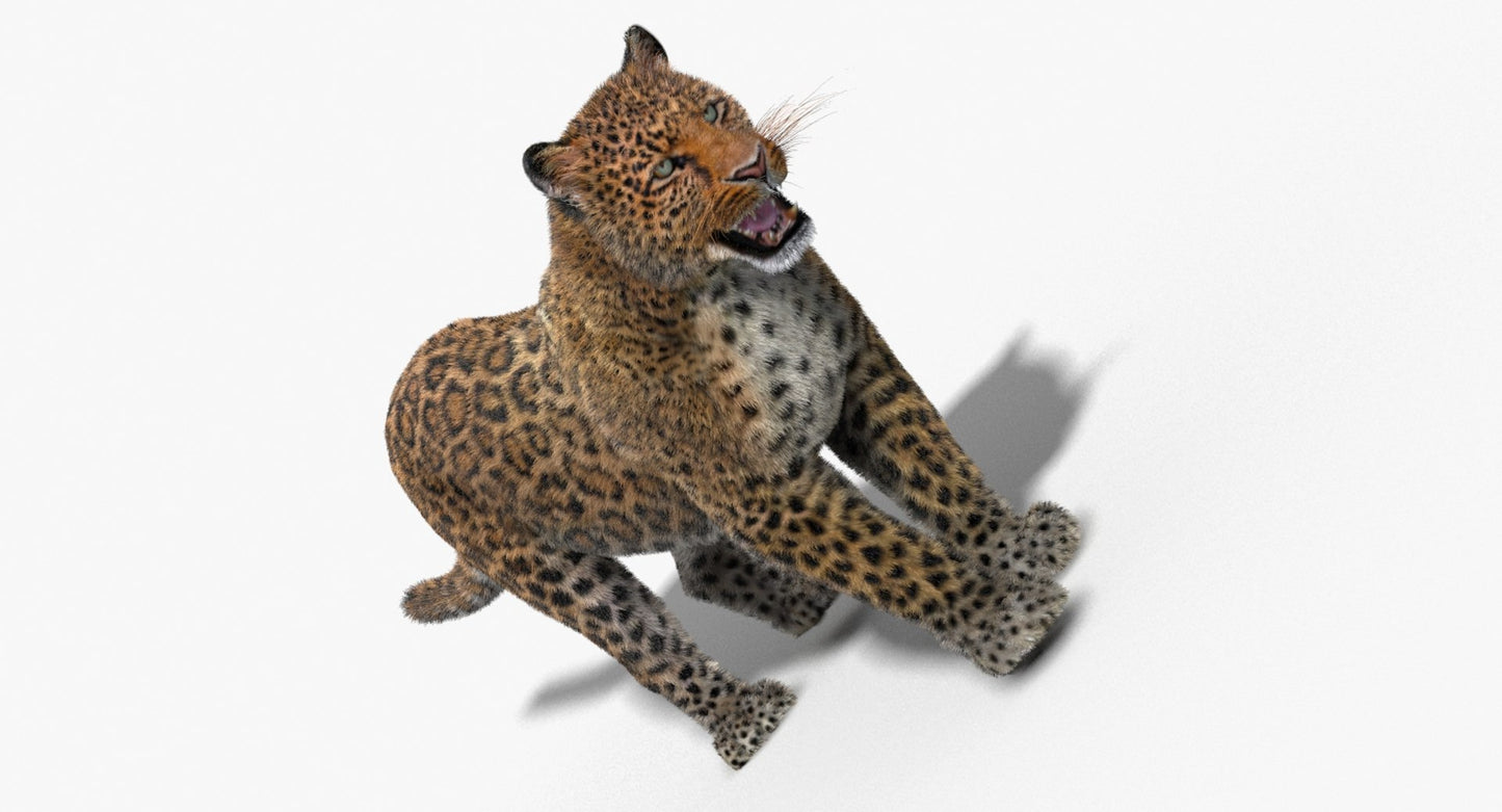 Leopard Animated Fur 3D Model