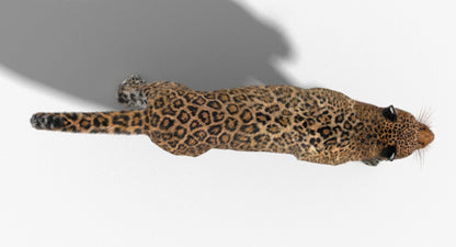 Leopard Animated Fur 3D Model
