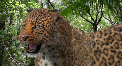 Leopard Animated Fur 3D Model