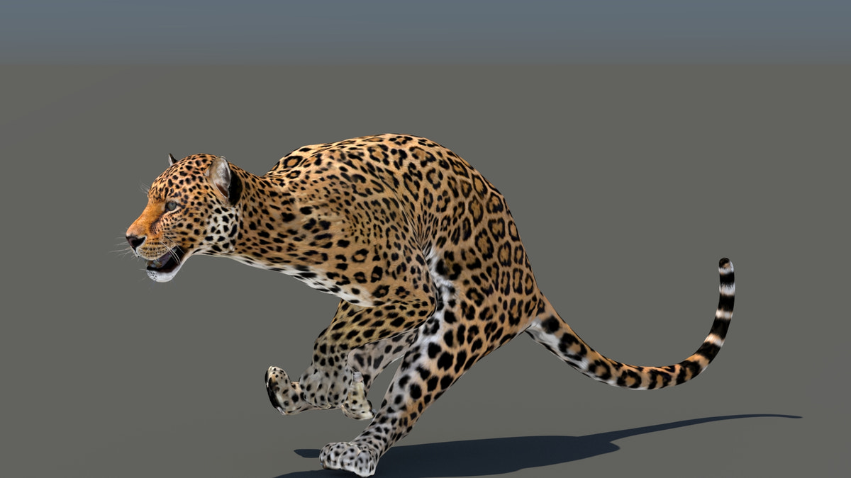 Leopard 3D Model Animated - 360 Degree View