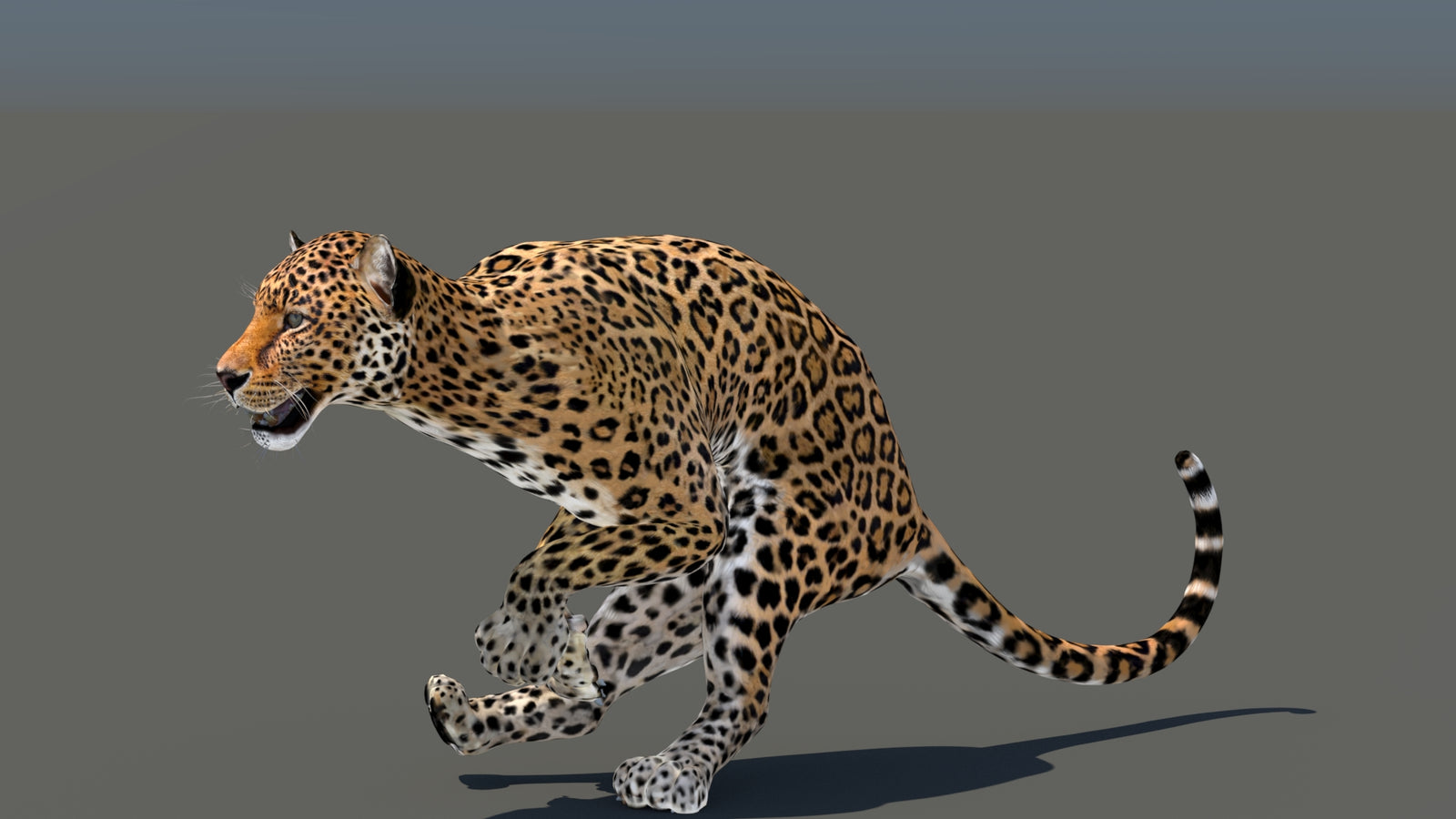 Leopard 3D Model Animated 360° view 5 frame 2