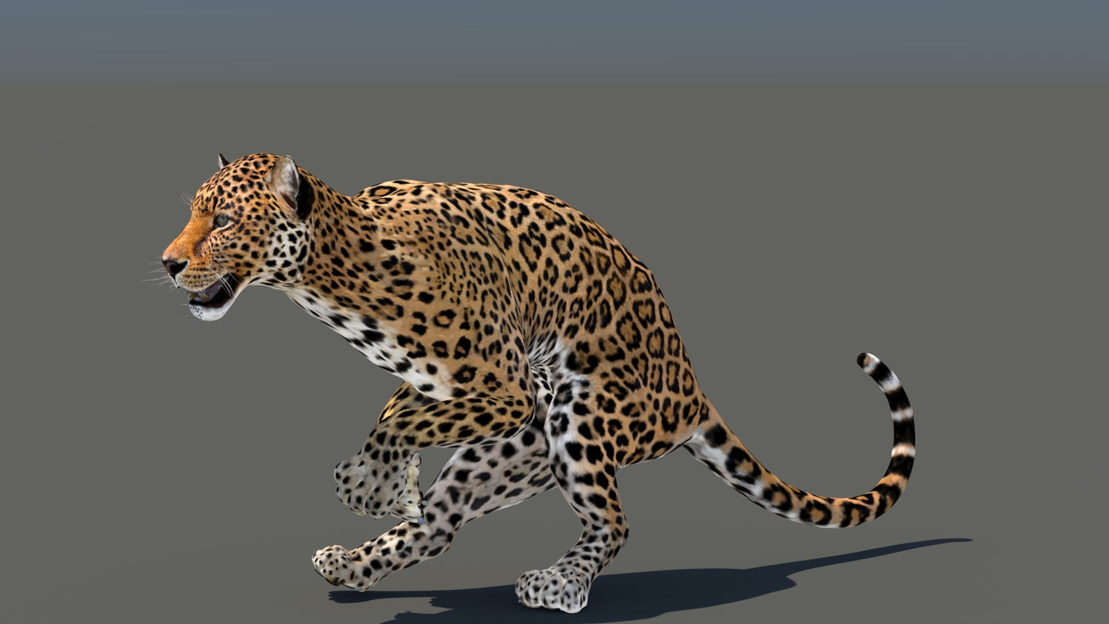 Leopard 3D Model Animated 360° view 5 frame 3