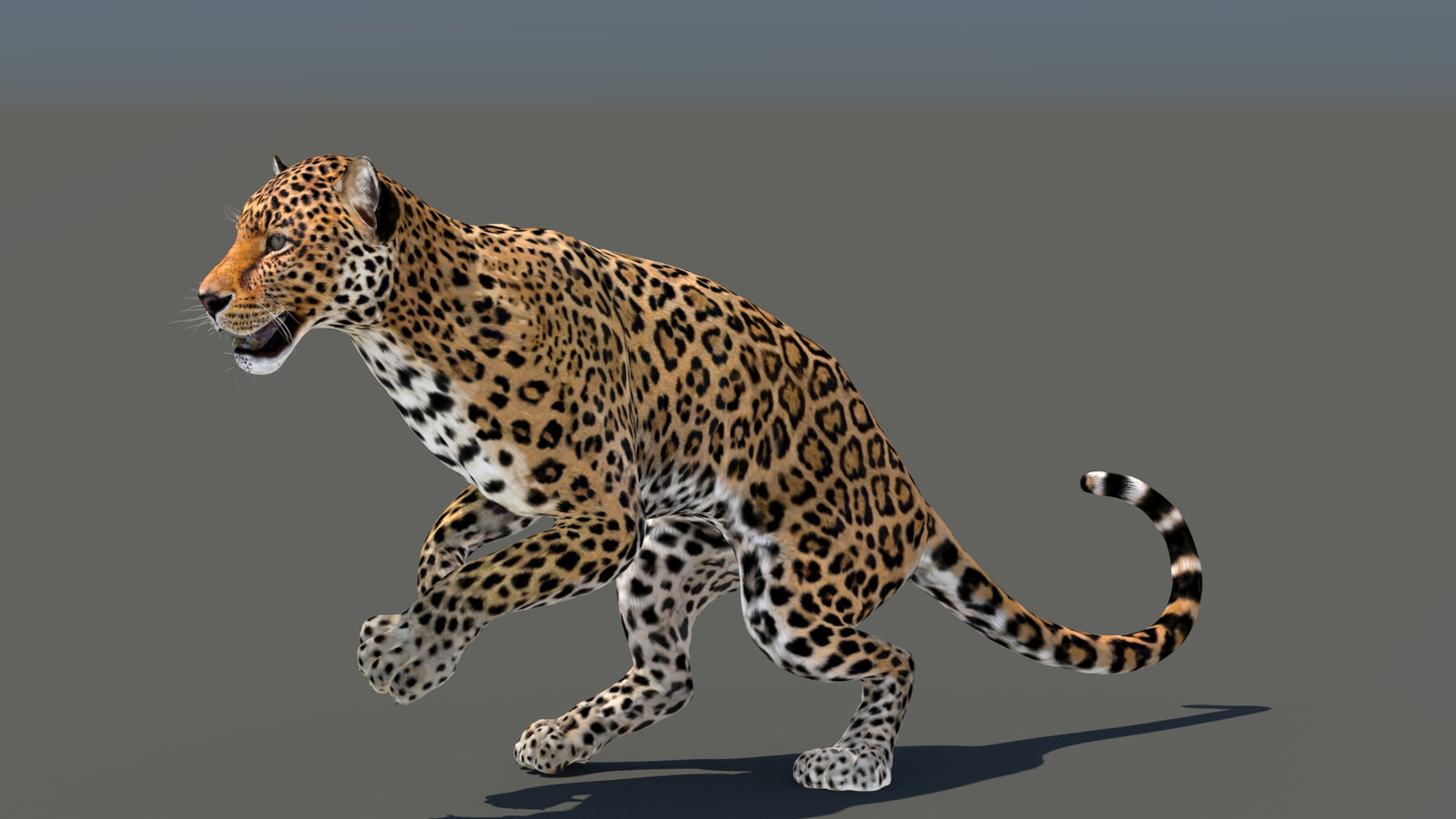 Leopard 3D Model Animated 360° view 5 frame 5
