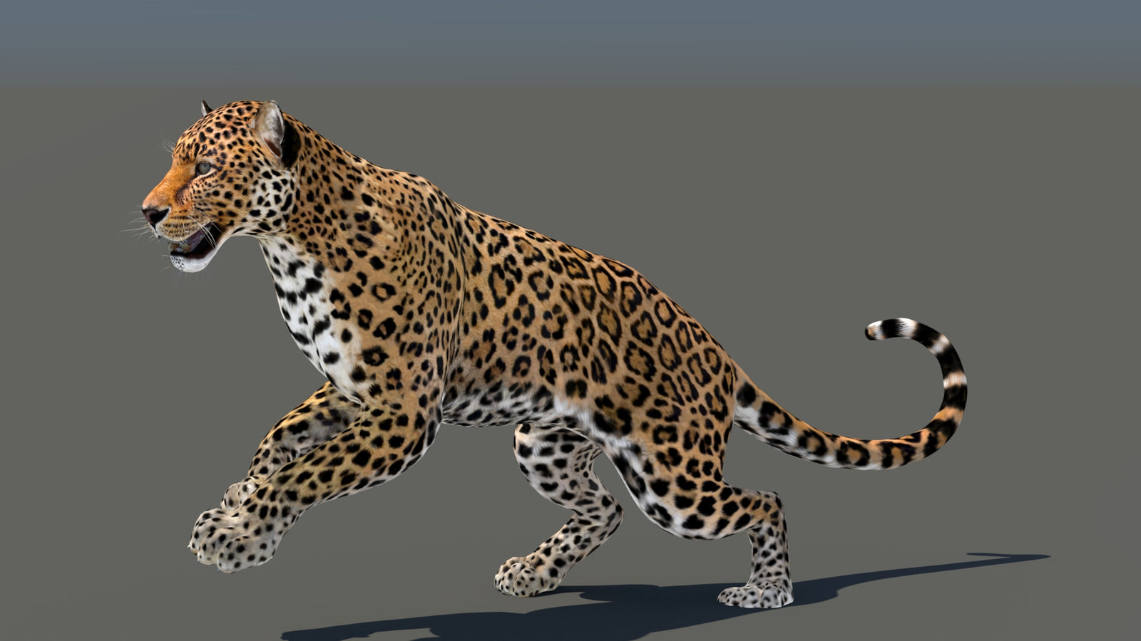 Leopard 3D Model Animated 360° view 5 frame 7