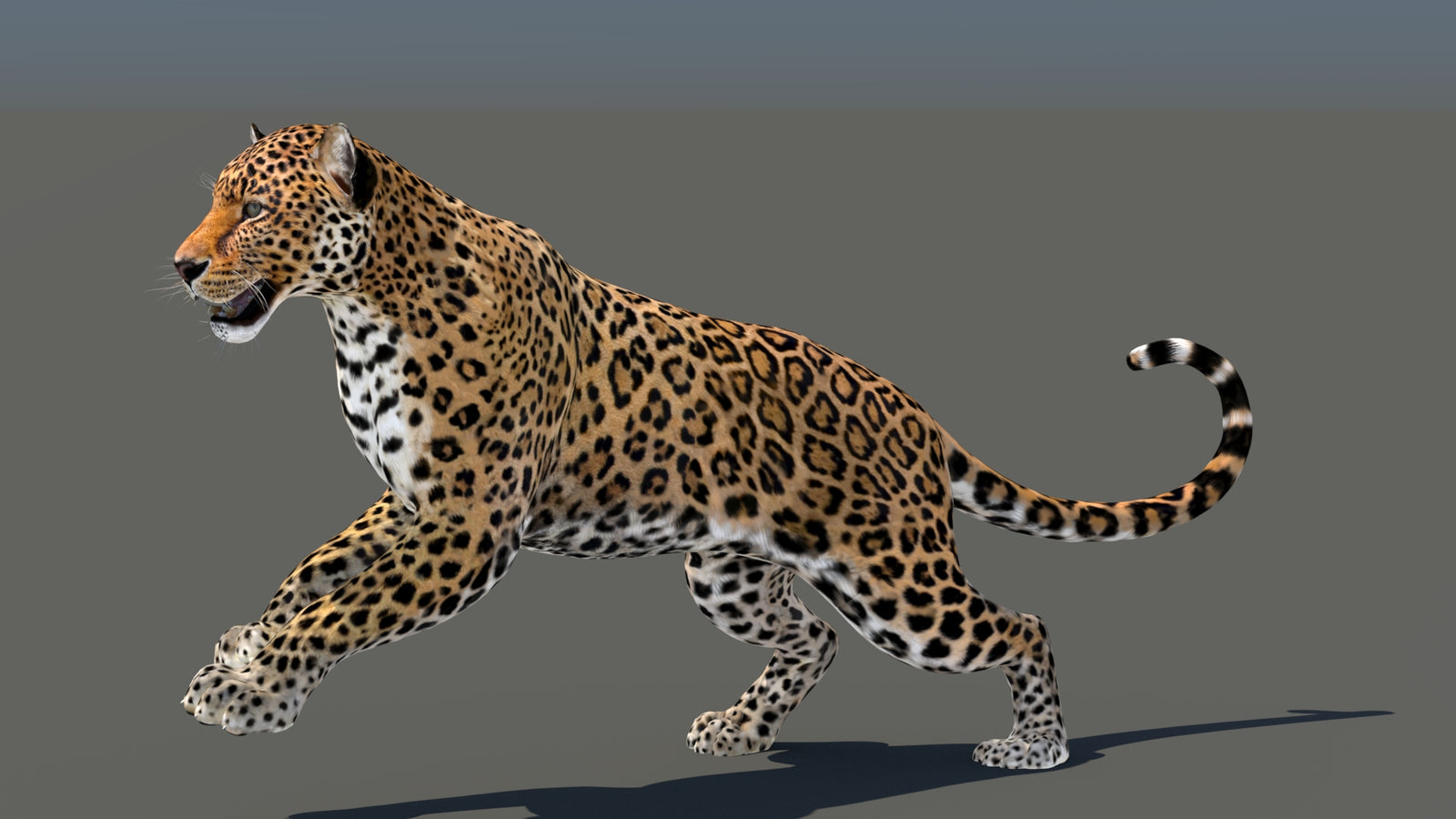 Leopard 3D Model Animated 360° view 5 frame 8