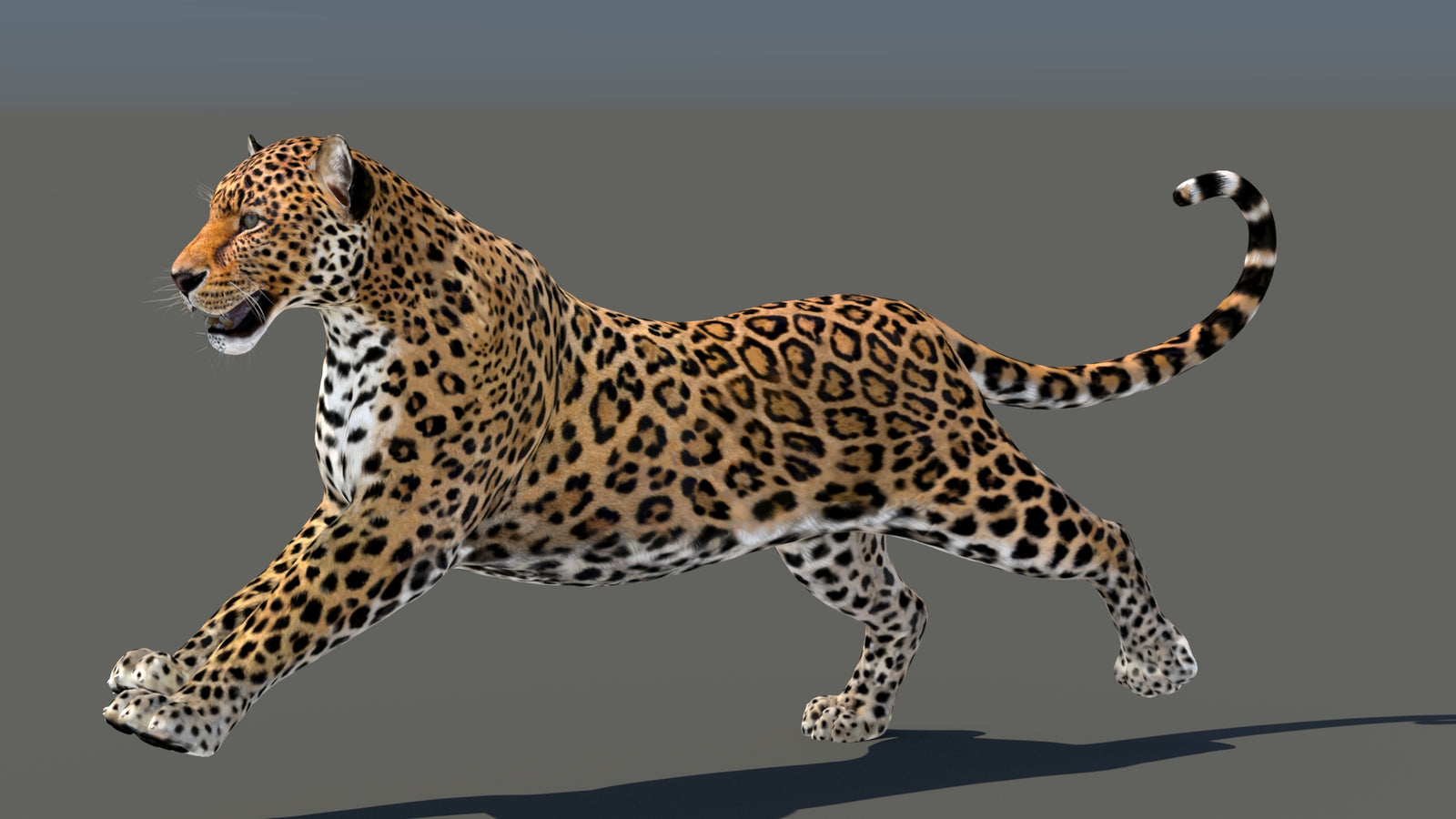 Leopard 3D Model Animated 360° view 5 frame 10