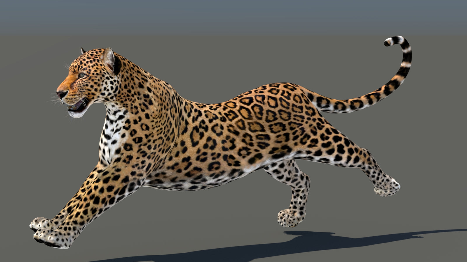Leopard 3D Model Animated 360° view 5 frame 11