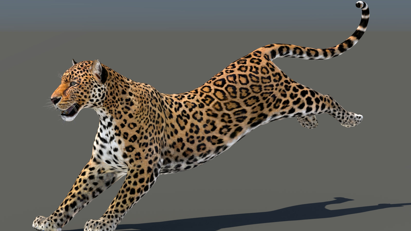 Leopard 3D Model Animated 360° view 5 frame 14