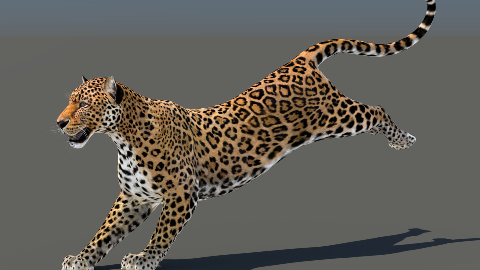 Leopard 3D Model Animated 360° view 5 frame 15