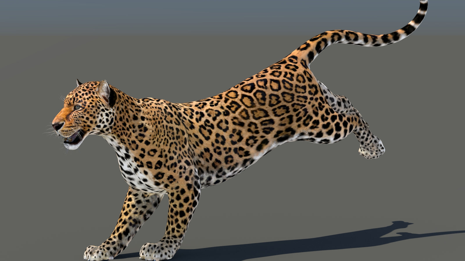 Leopard 3D Model Animated 360° view 5 frame 16