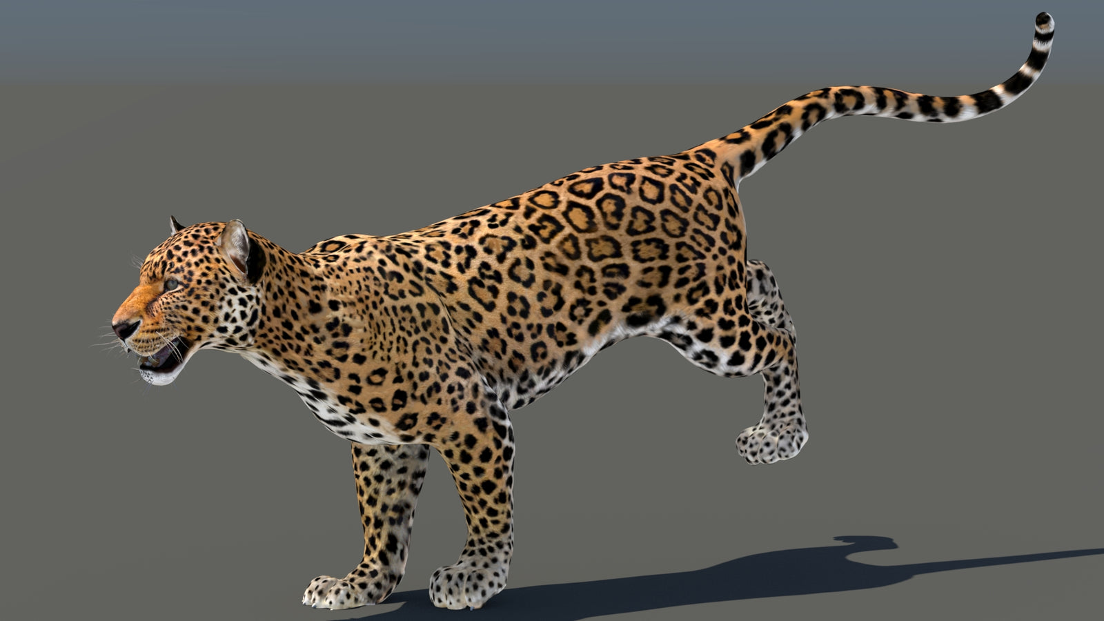 Leopard 3D Model Animated 360° view 5 frame 18