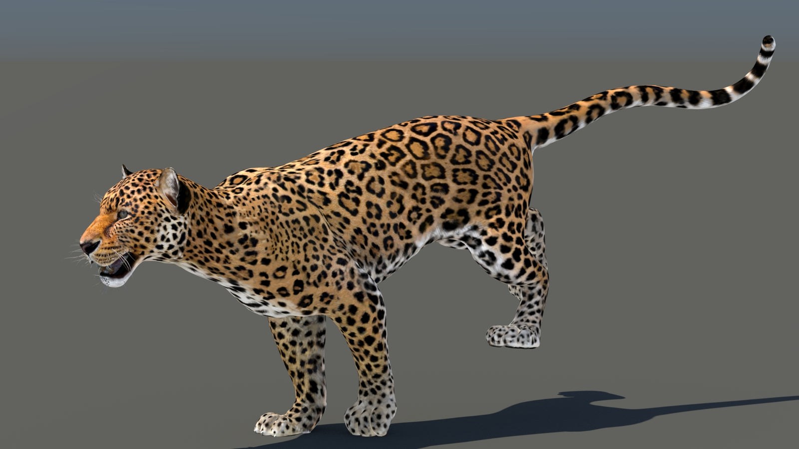 Leopard 3D Model Animated 360° view 5 frame 19