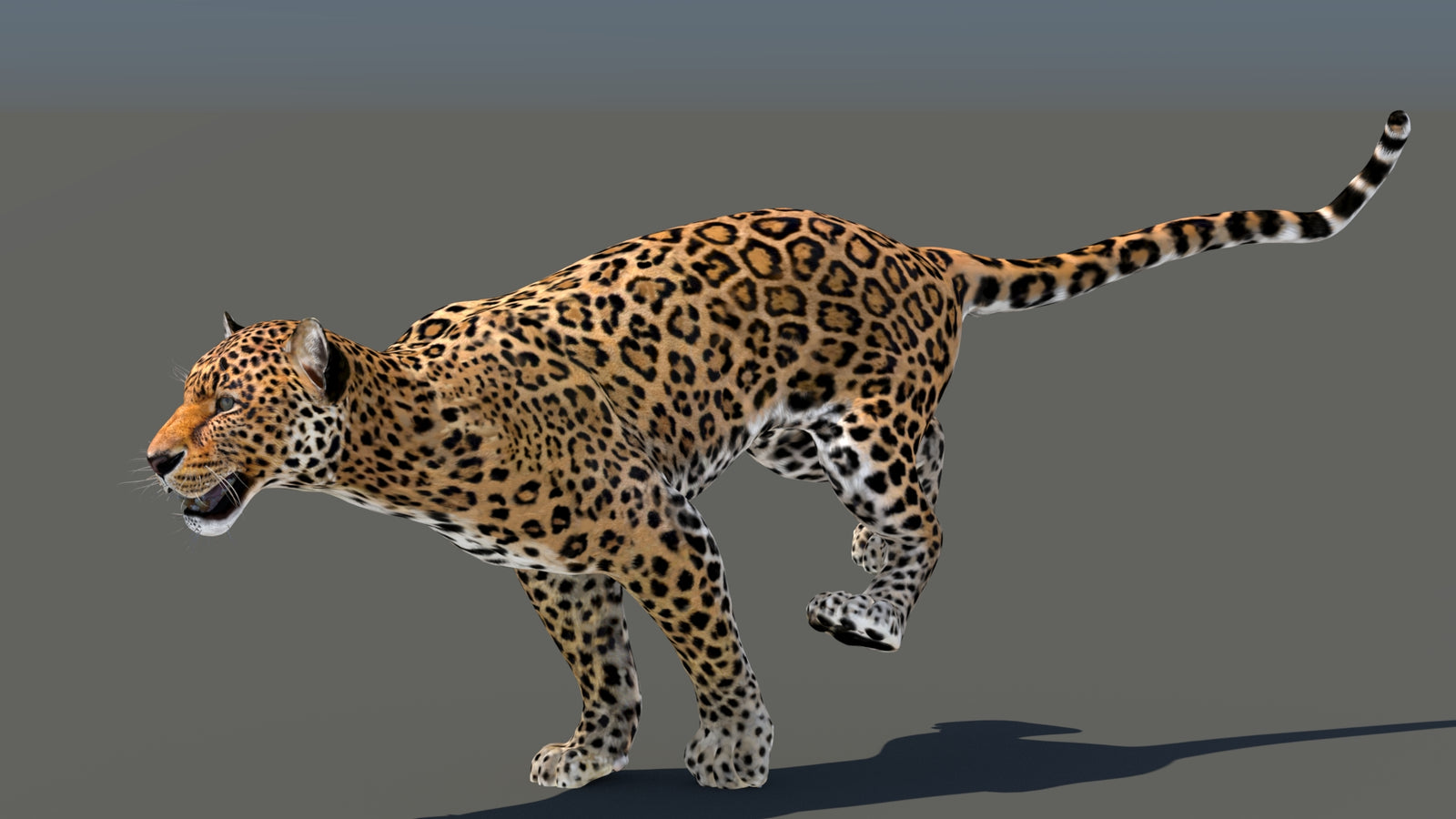 Leopard 3D Model Animated 360° view 5 frame 20