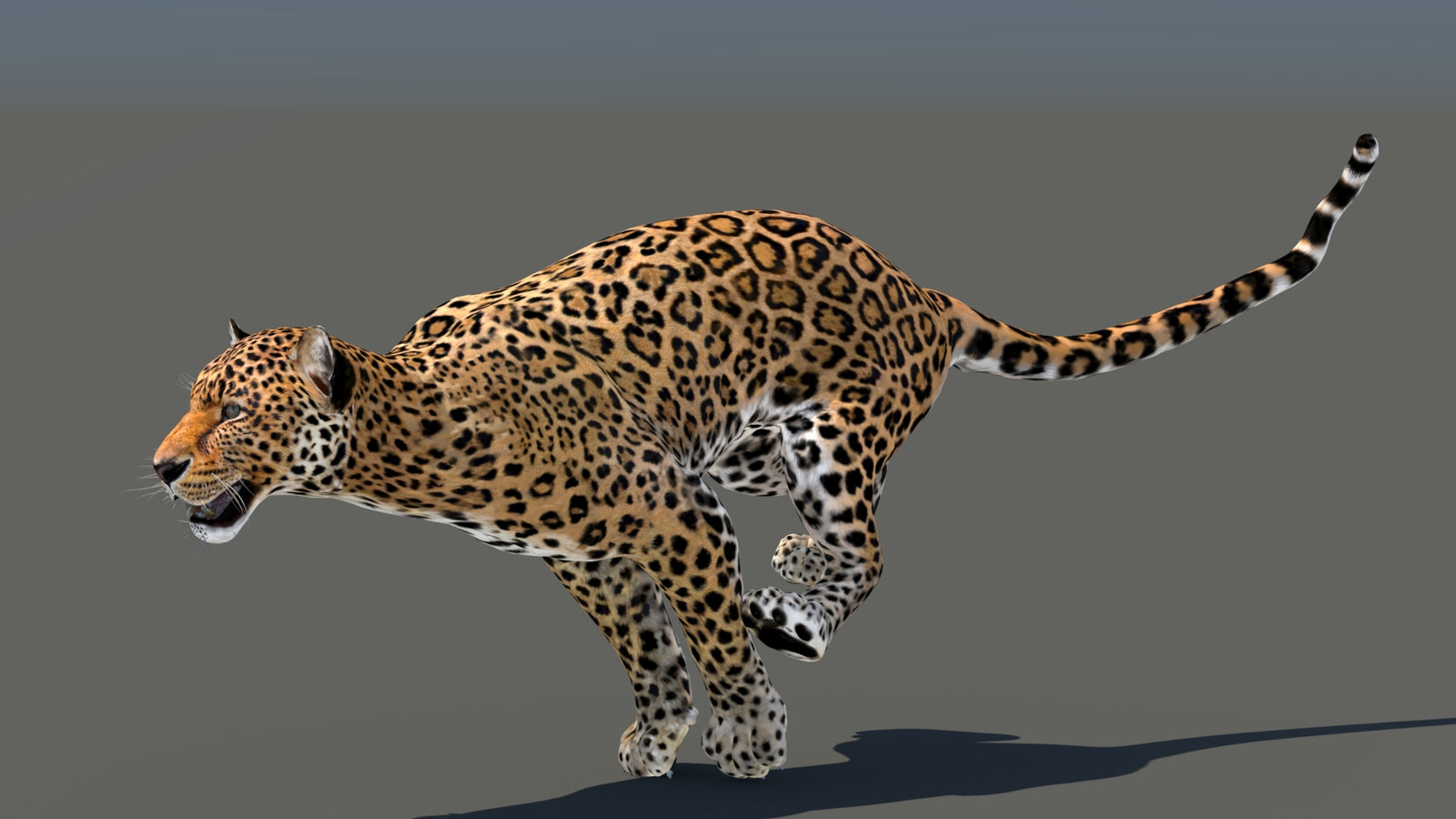 Leopard 3D Model Animated 360° view 5 frame 21