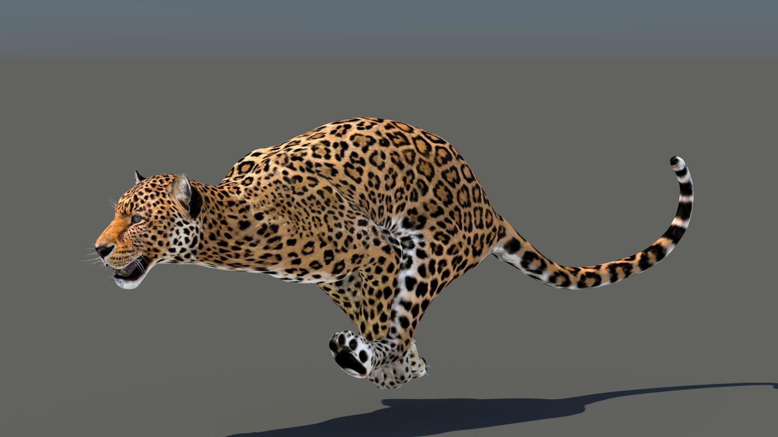 Leopard 3D Model Animated 360° view 5 frame 23