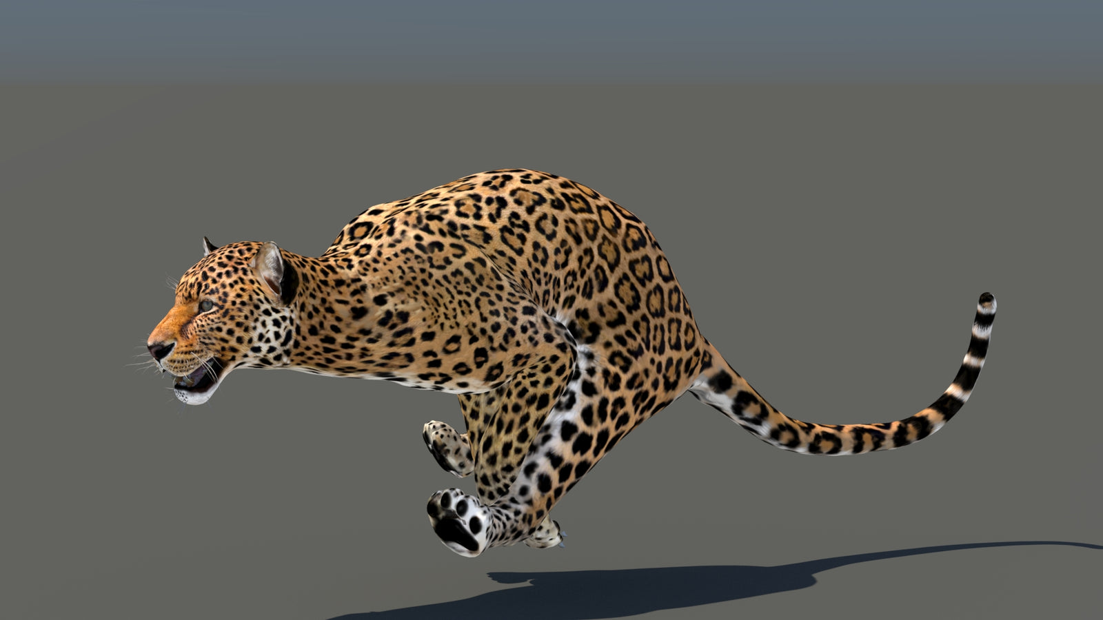 Leopard 3D Model Animated 360° view 5 frame 24