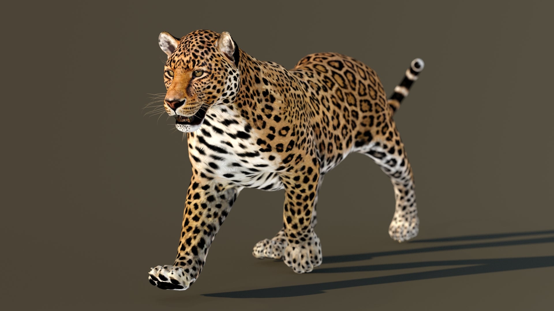Leopard 3D Model Animated - 360 Degree View