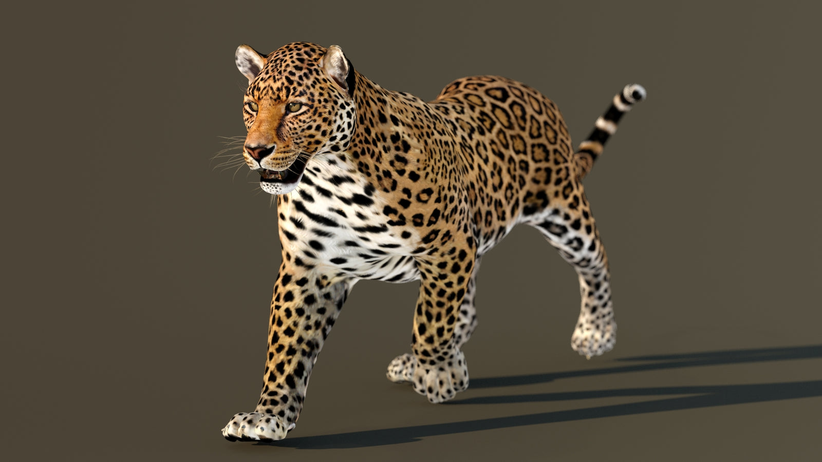 Leopard 3D Model Animated 360° view 2 frame 3