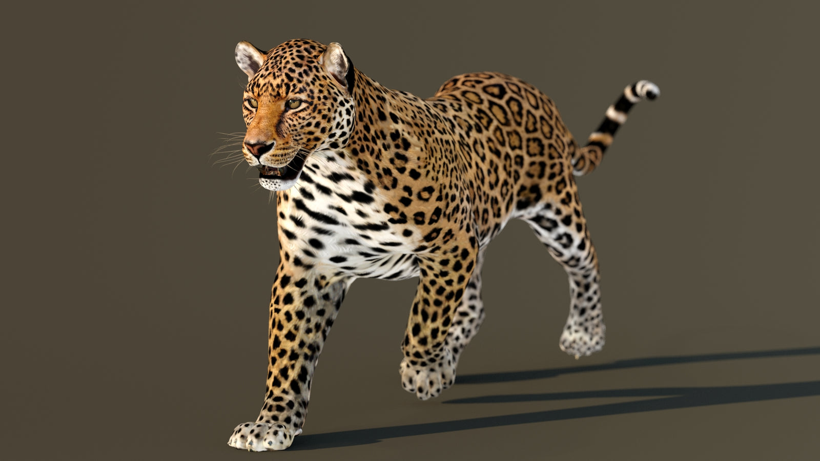 Leopard 3D Model Animated 360° view 2 frame 5