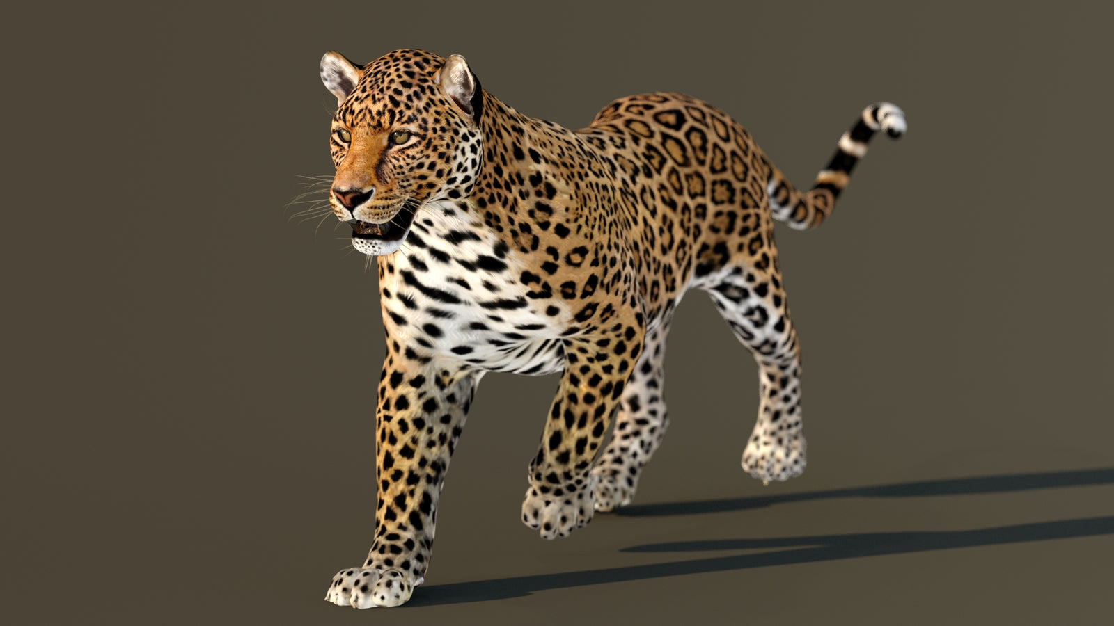 Leopard 3D Model Animated 360° view 2 frame 7