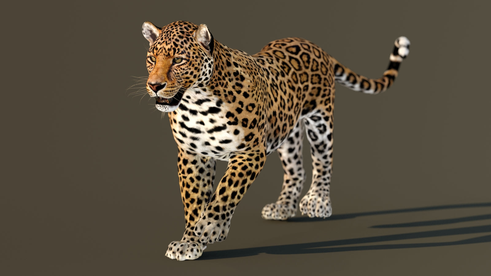 Leopard 3D Model Animated 360° view 2 frame 12