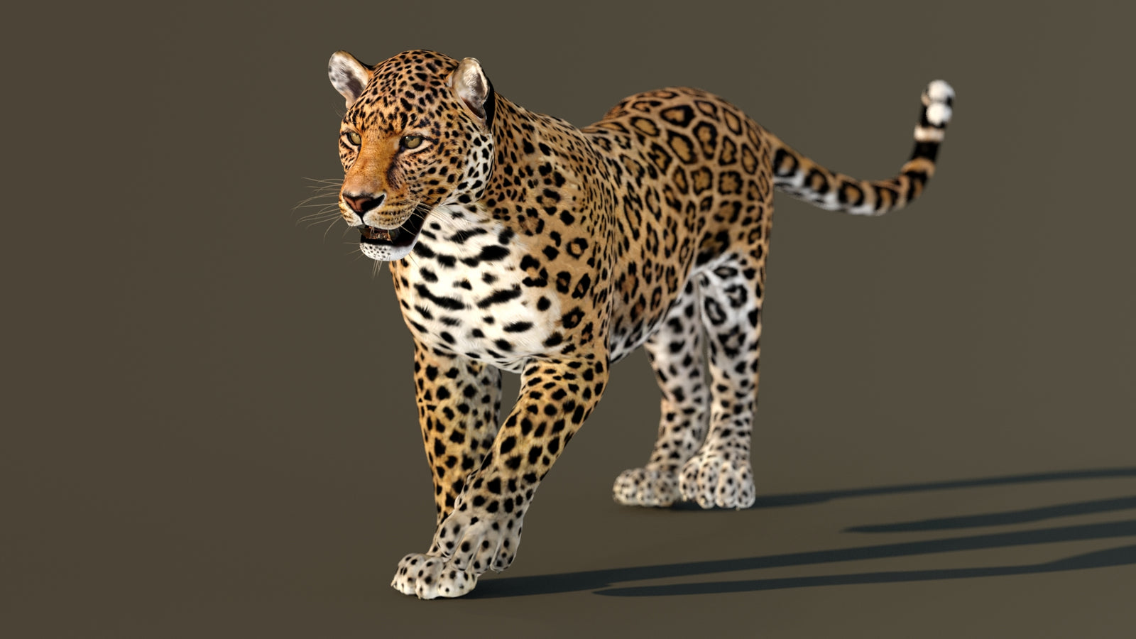 Leopard 3D Model Animated 360° view 2 frame 13