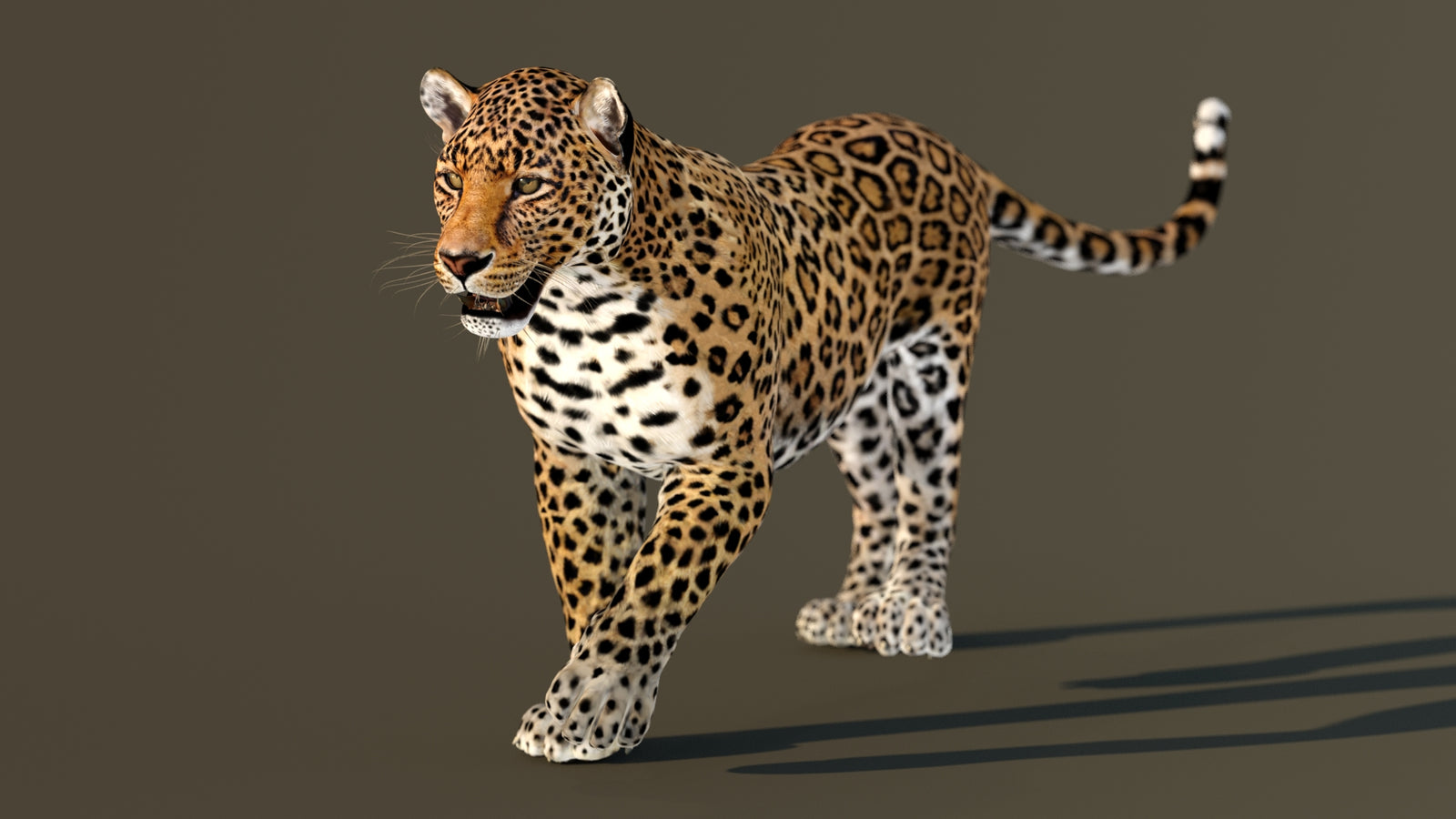 Leopard 3D Model Animated 360° view 2 frame 14