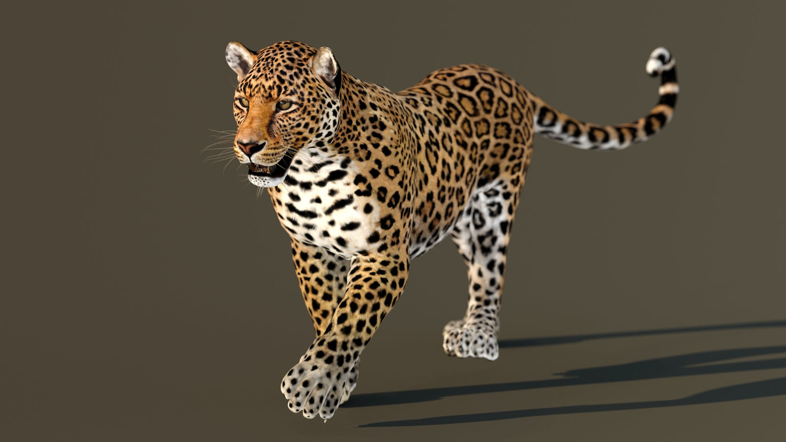 Leopard 3D Model Animated 360° view 2 frame 16