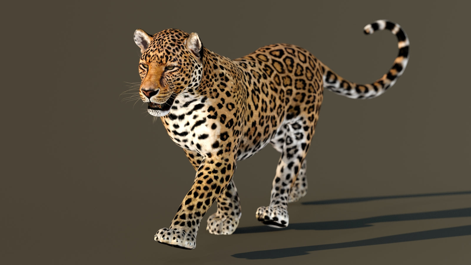 Leopard 3D Model Animated 360° view 2 frame 22