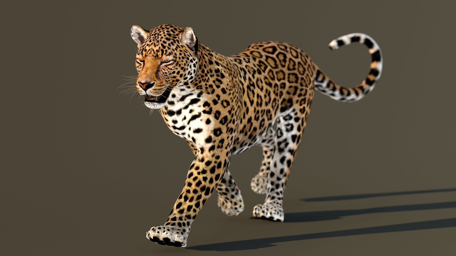 Leopard 3D Model Animated 360° view 2 frame 26