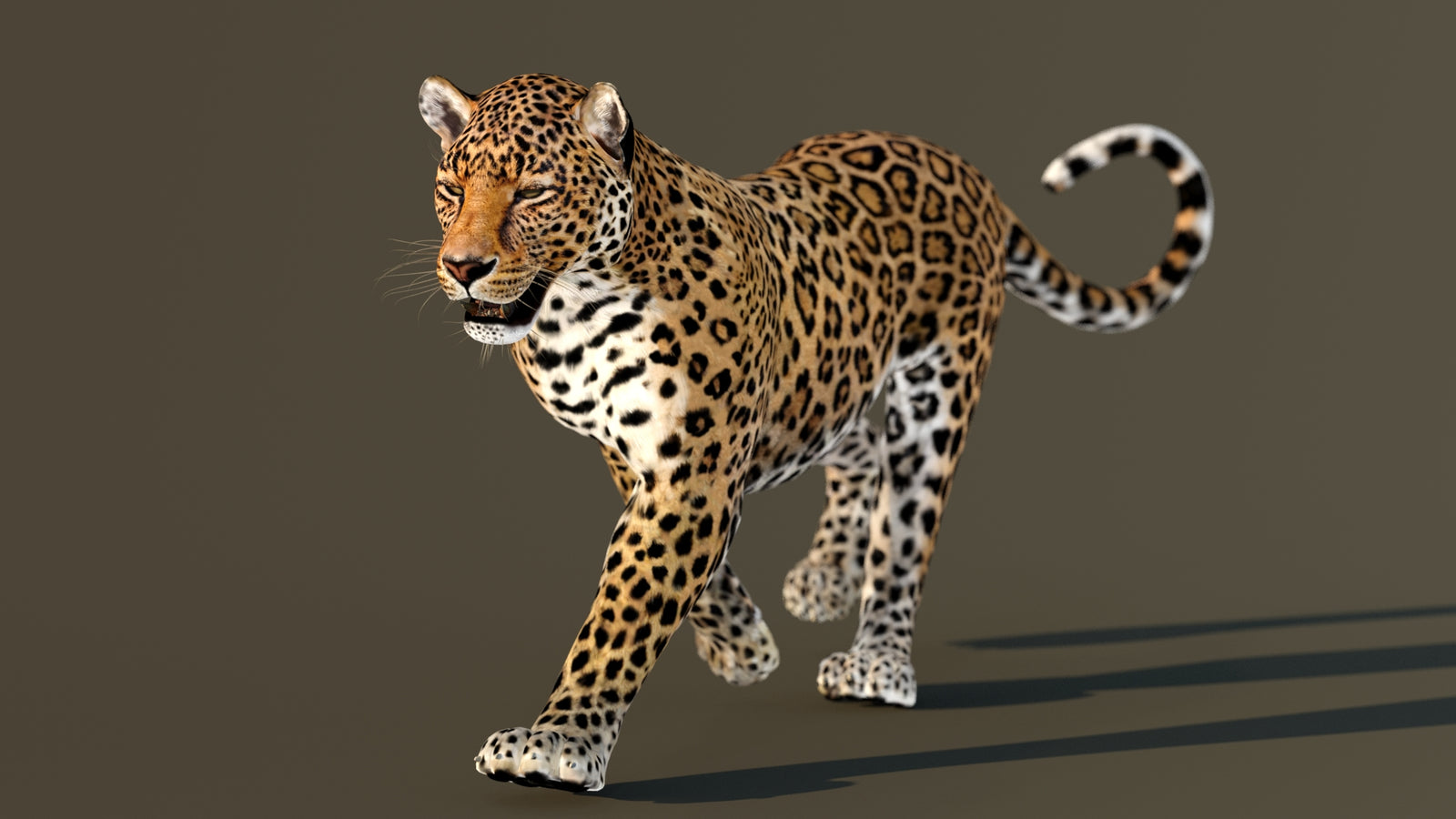 Leopard 3D Model Animated 360° view 2 frame 27