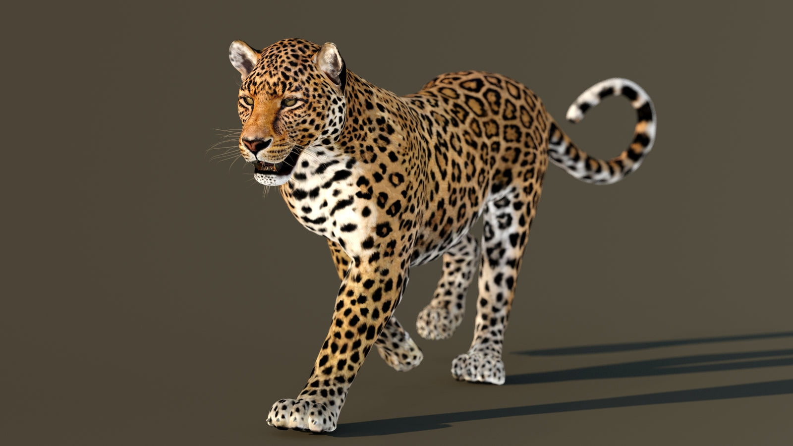 Leopard 3D Model Animated 360° view 2 frame 28