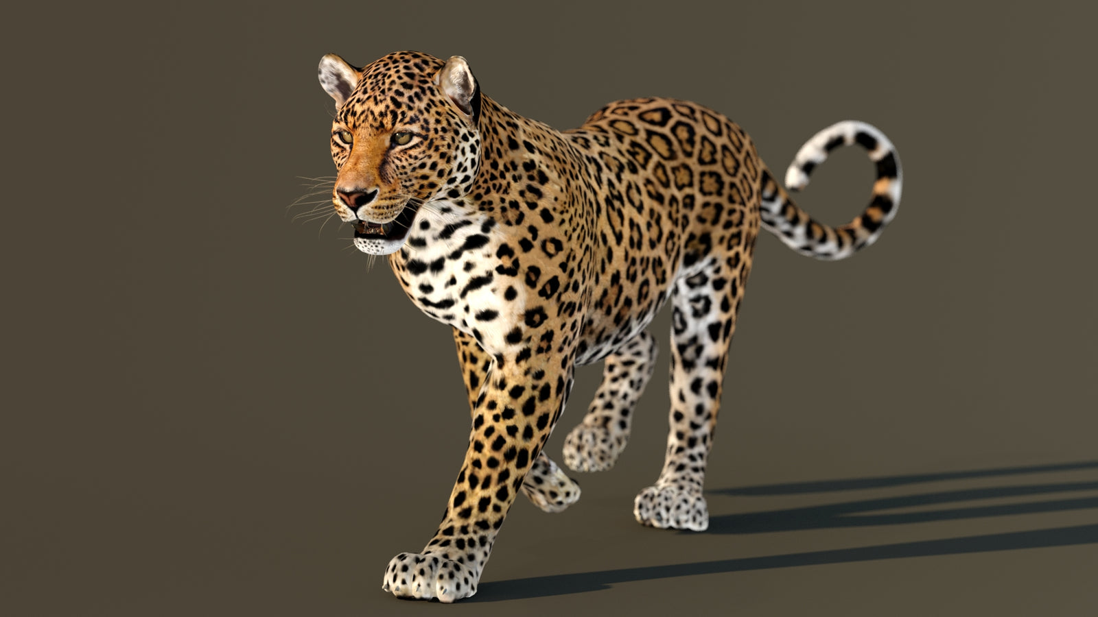 Leopard 3D Model Animated 360° view 2 frame 29
