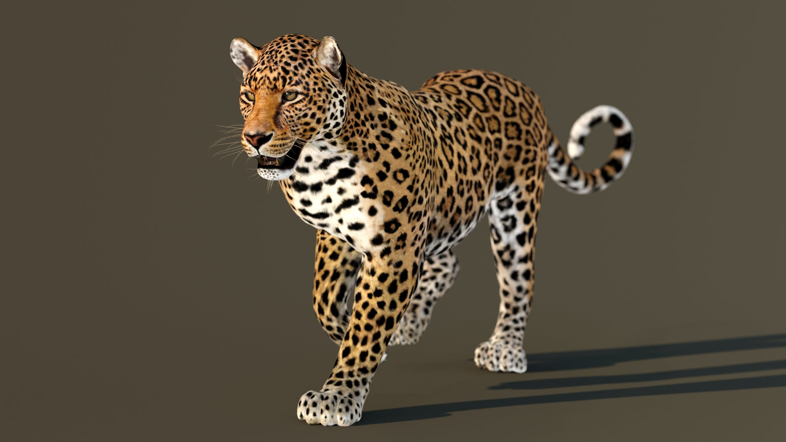 Leopard 3D Model Animated 360° view 2 frame 32