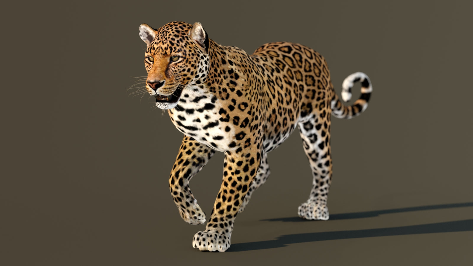 Leopard 3D Model Animated 360° view 2 frame 35
